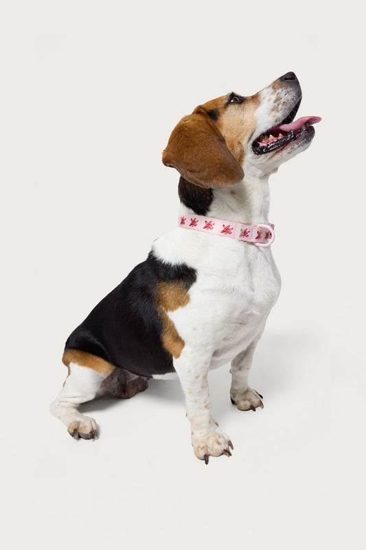 Daylily Pet Collar